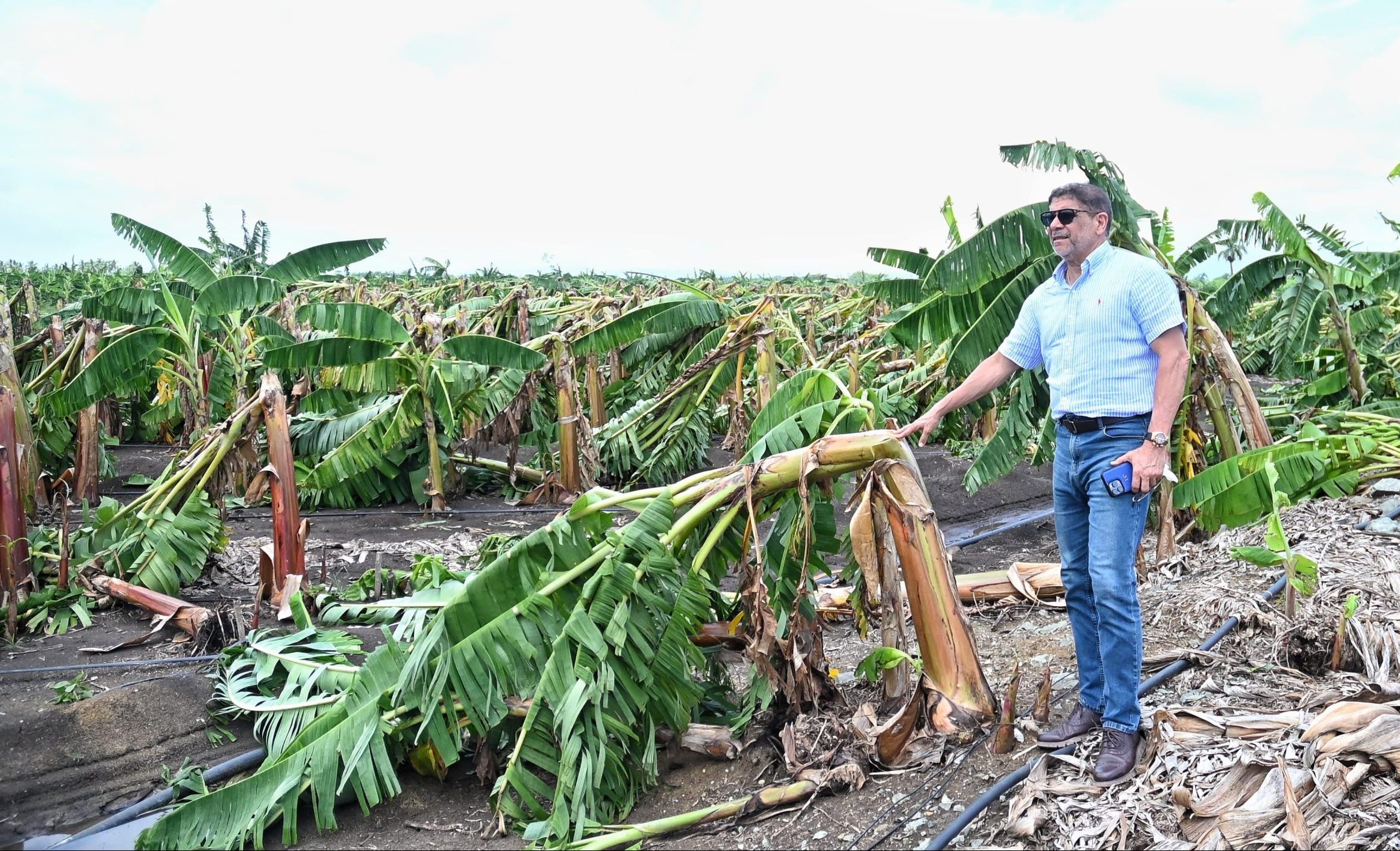 Agricultura socorre productores de plátanos perjudicados por los fenómenos climáticos recientes