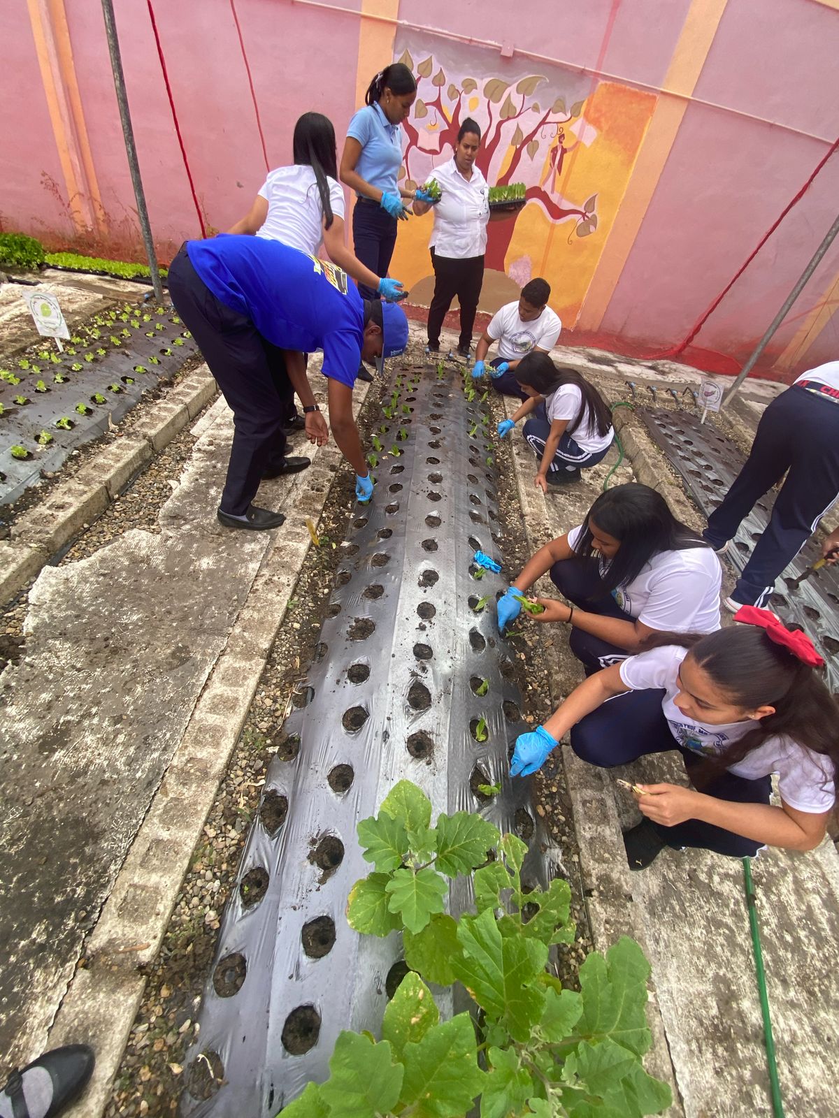 Programa Siembra Tú Huerto de Agricultura sigue dando frutos, llega a estudiantes de Licey