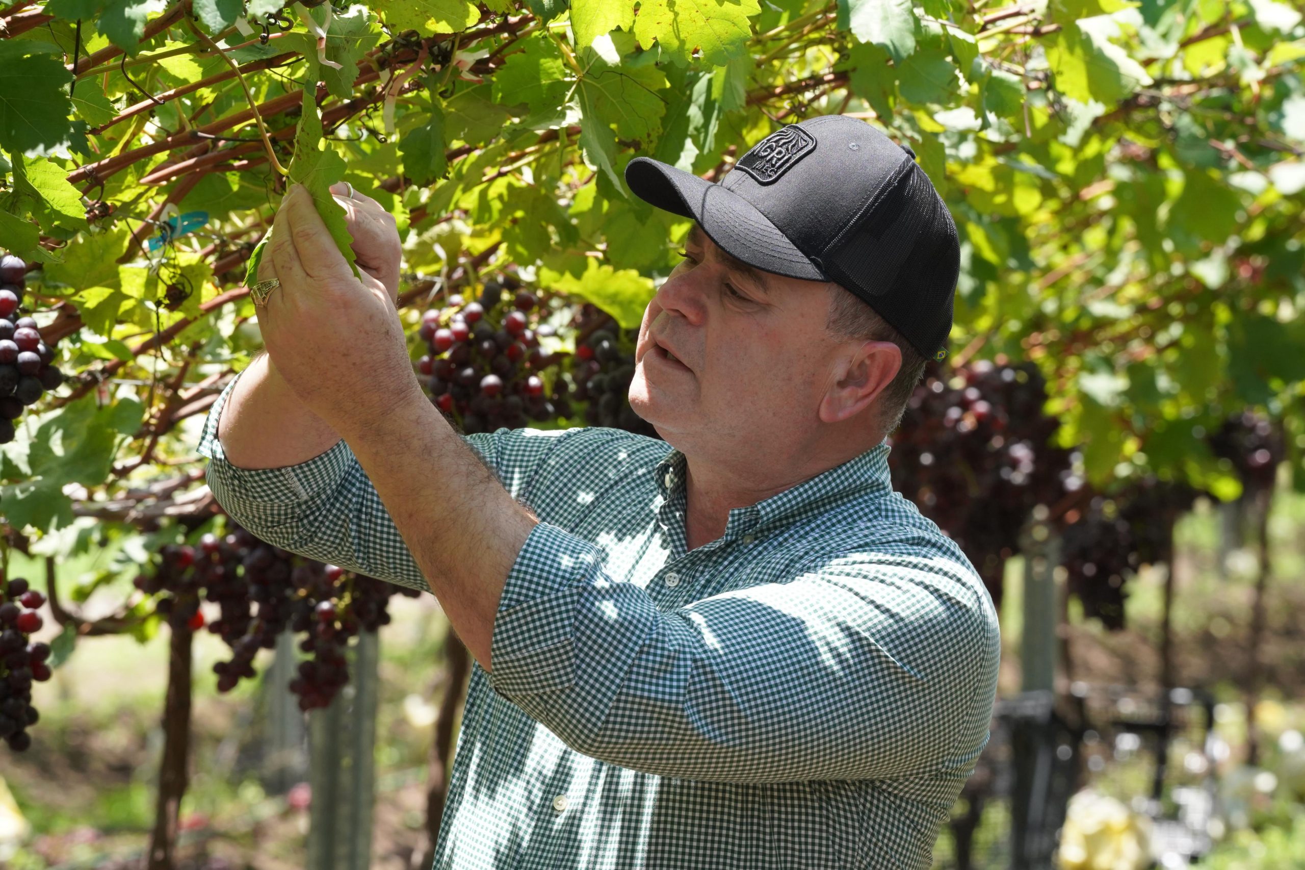 Producción agropecuaria dominicana alcanzó en 2025 sus mayores niveles históricos